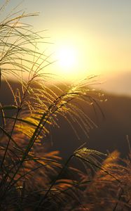Превью обои трава, солнце, закат, свет, растения