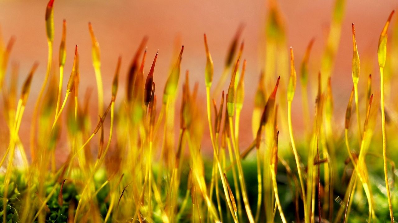 Обои трава, сухой, форма, желтый