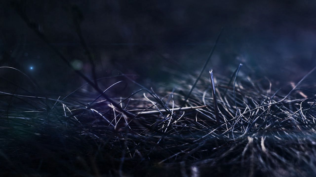 Обои трава, сухой, палки, ночь, тень