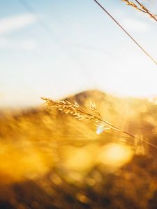 Превью обои трава, свет, холм, размытие