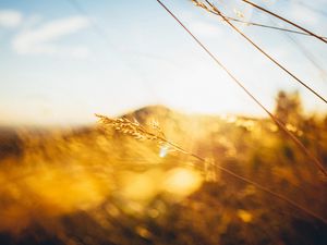 Превью обои трава, свет, холм, размытие