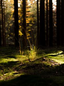 Превью обои трава, свет, лес, природа