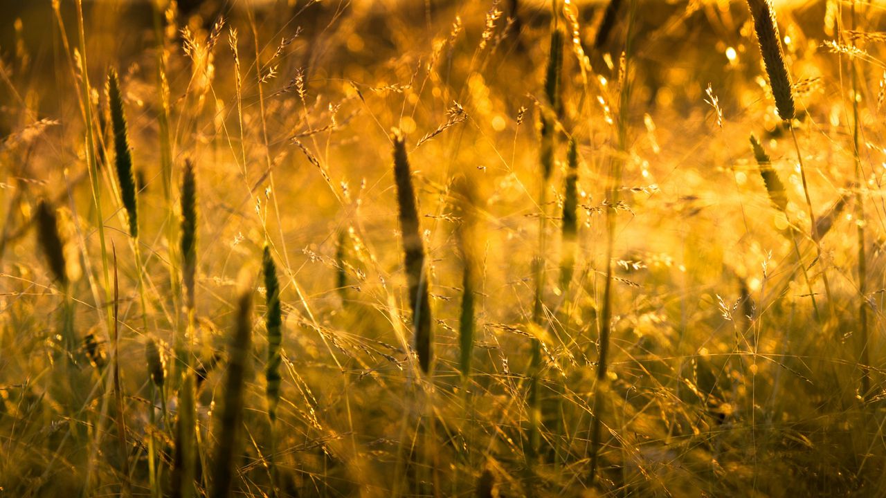 Обои трава, свет, солнце, макро, природа