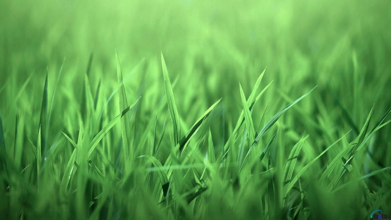 Обои трава, свет, зелень, яркий