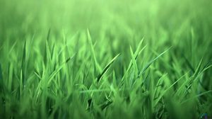 Превью обои трава, свет, зелень, яркий