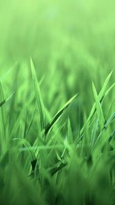 Превью обои трава, светлый, поле, газон