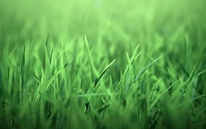Превью обои трава, светлый, поле, газон
