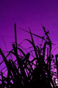 Превью обои трава, темный, небо, фиолетовый, сумерки