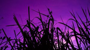 Превью обои трава, темный, небо, фиолетовый, сумерки