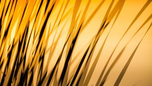 Превью обои трава, тень, темный, линии, растение