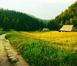 Превью обои трава, тропа, деревья, поле