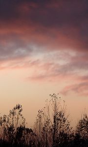 Превью обои трава, цветы, облака, небо, темный