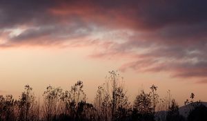 Превью обои трава, цветы, облака, небо, темный