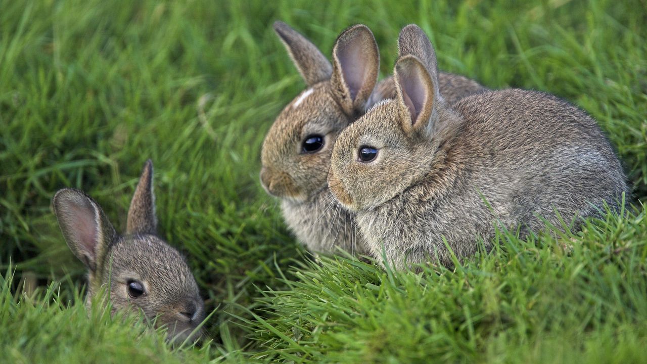 Обои трава, уши, кролики, три, глаза