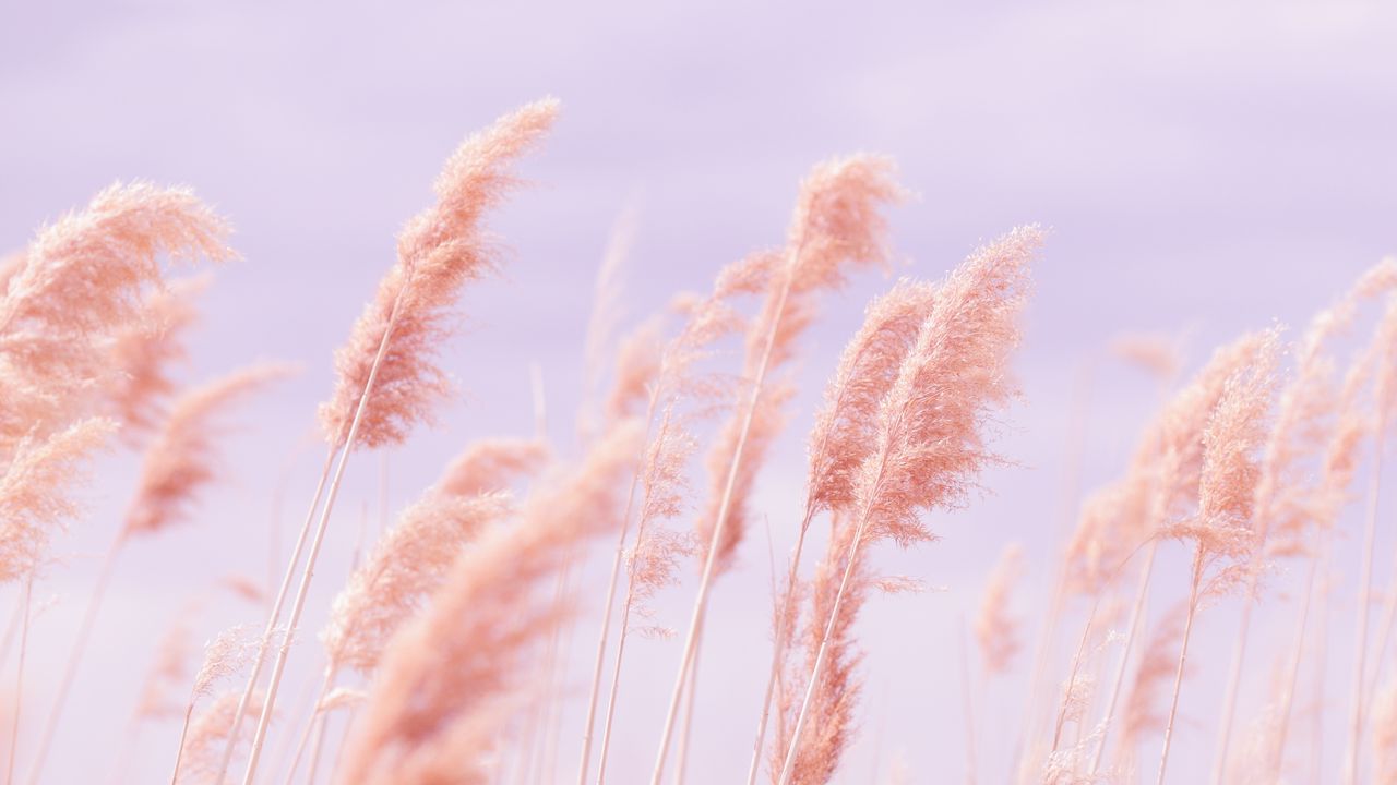 Обои трава, ветер, розовый, поле картинки на рабочий стол, фото.