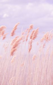Превью обои трава, ветер, розовый, поле