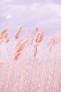 Превью обои трава, ветер, розовый, поле