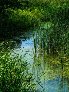 Превью обои трава, вода, болото, природа