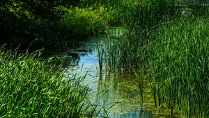 Превью обои трава, вода, болото, природа