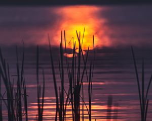 Превью обои трава, вода, закат, темный
