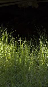 Превью обои трава, зелень, черный фон, свет, макро