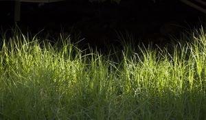 Превью обои трава, зелень, черный фон, свет, макро