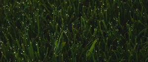 Превью обои трава, зелень, капли, мокрый, макро