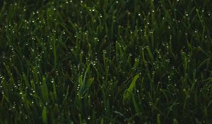 Превью обои трава, зелень, капли, мокрый, макро