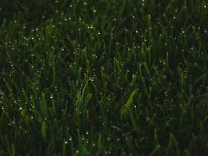 Превью обои трава, зелень, капли, мокрый, макро