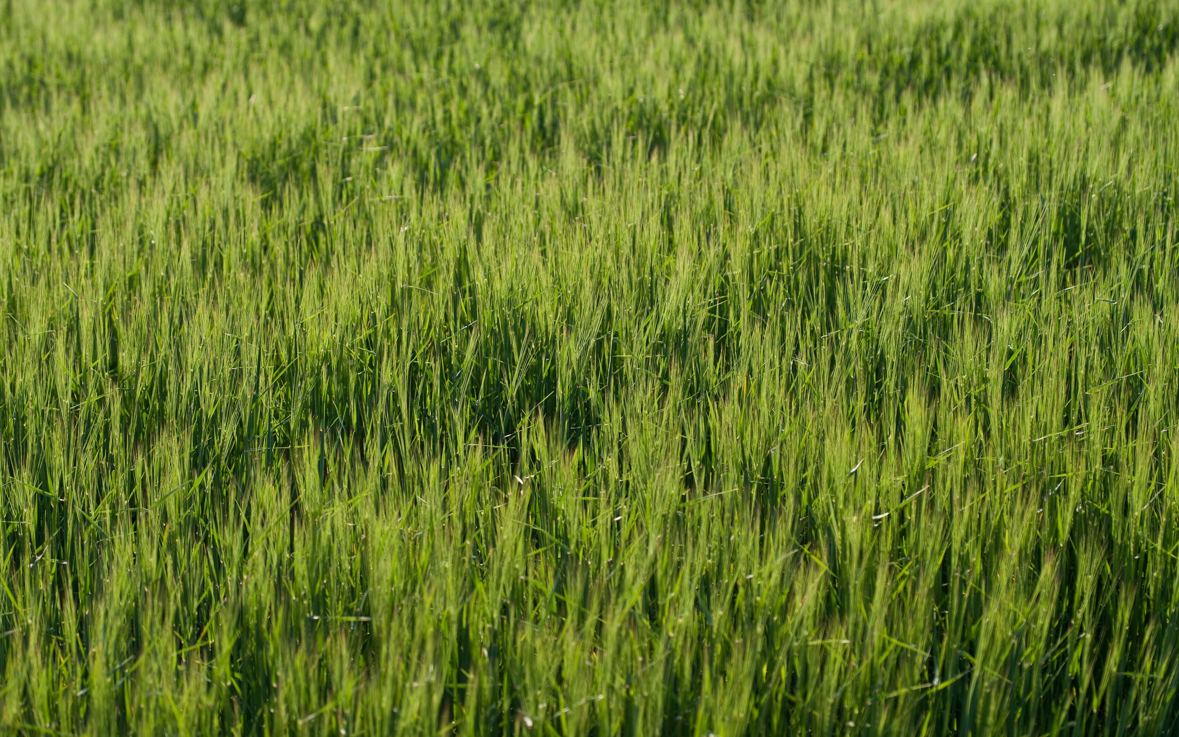 Поле пшеницы. Зелень пшеницы. Культурные растения поля. Рис поле макро.