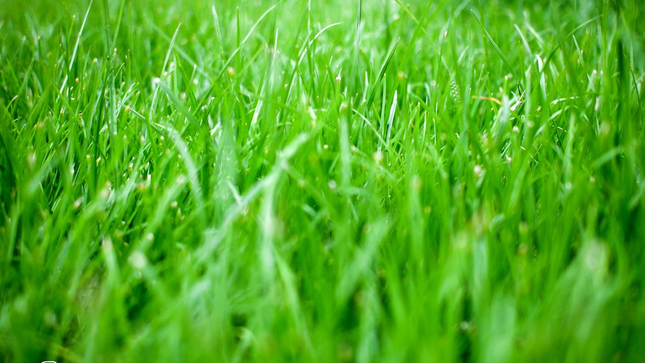 Обои трава, зелень, природа, зеленый, макро