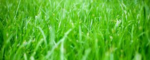 Превью обои трава, зелень, природа, зеленый, макро