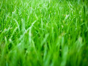 Превью обои трава, зелень, природа, зеленый, макро