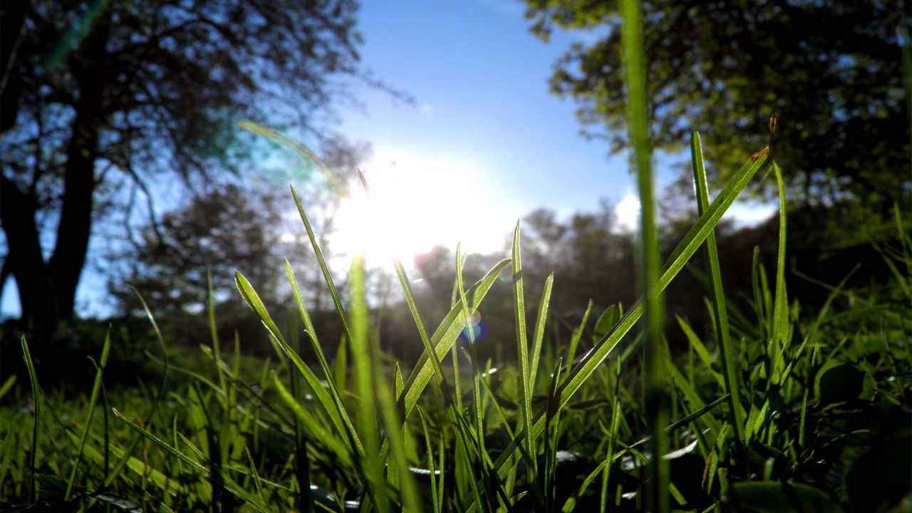 Обои трава, зелень, солнце, деревья, утро