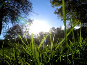 Превью обои трава, зелень, солнце, деревья, утро
