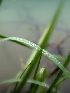 Превью обои трава, зелень, вода, капли