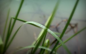 Превью обои трава, зелень, вода, капли