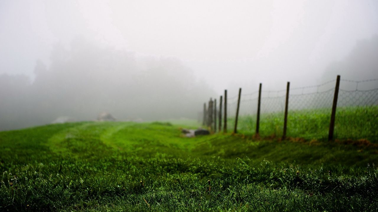 Обои трава, зеленая, лето, туман, забор, утро