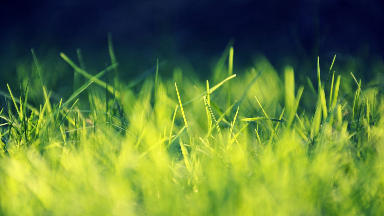 Обои трава, зеленый, яркий, свет