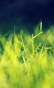 Превью обои трава, зеленый, яркий, свет