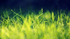 Превью обои трава, зеленый, яркий, свет