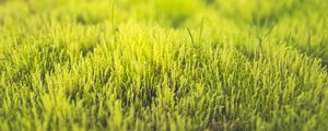 Превью обои трава, зеленый, крупным планом