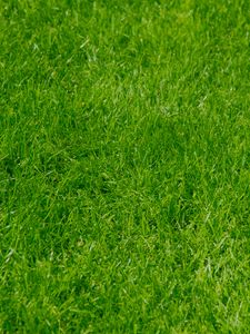 Превью обои трава, зеленый, лето