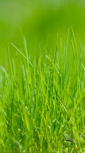 Превью обои трава, зеленый, макро, луг