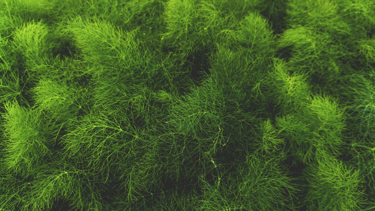 Обои трава, зеленый, растение