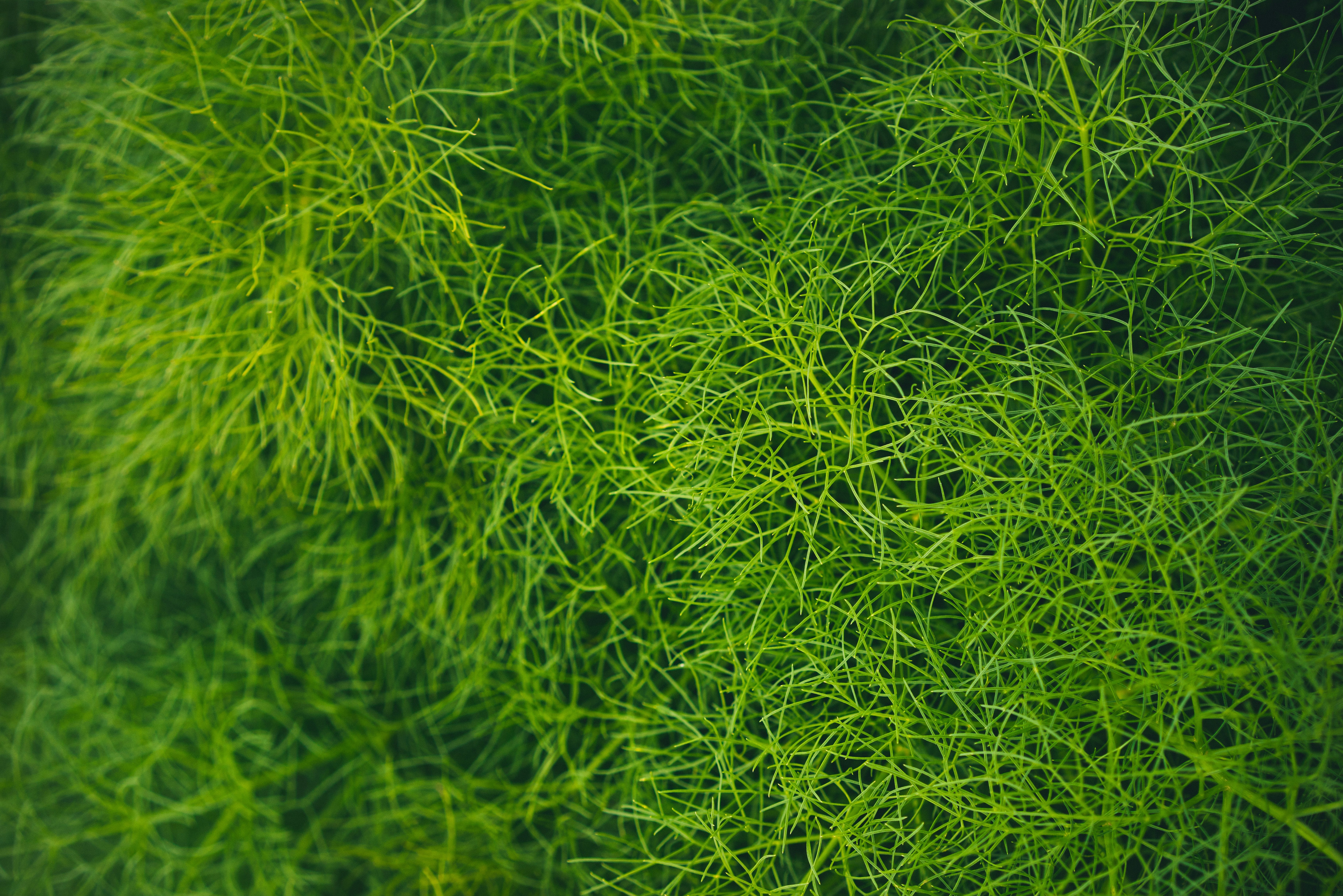 Укроп камни. Зелень трава. Зелёные растения. Фон зелень. Текстура растения.