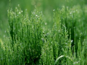 Превью обои трава, зеленый, светлый, влажный, капли