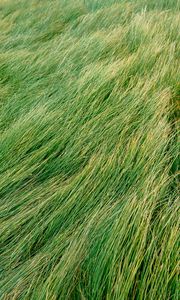 Превью обои трава, зеленый, ветер