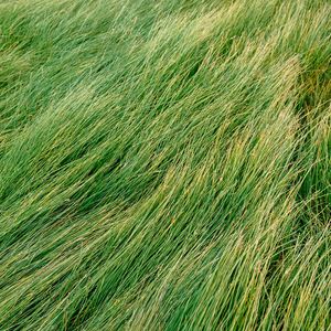 Превью обои трава, зеленый, ветер