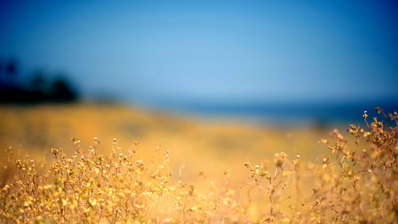 Обои трава, желтая, передний план, осень, небо, голубое, берег, полдень
